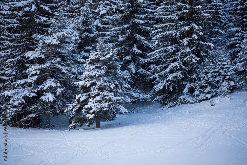 snow covered trees