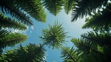 A view from below, capturing the grandeur of a Norfolk Island Pine, reaching towards the heavens with its lush foliage.