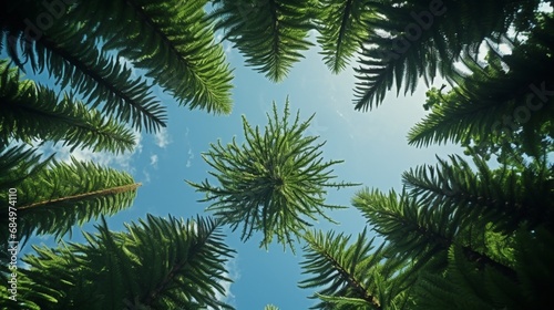 A view from below  capturing the grandeur of a Norfolk Island Pine  reaching towards the heavens with its lush foliage.