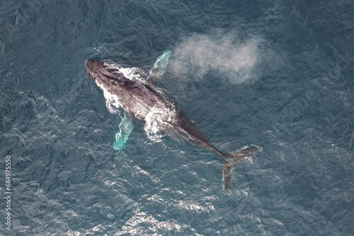 Aerial picture of one humpback whale. Fully grown adult whale swimming and breathing in the Indian ocean off the coastline of Cape Range National Park, Exmouth, Western Australia. 