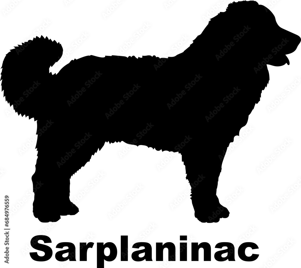 Sarplaninac Dog silhouette dog breeds logo dog monogram logo dog face vector