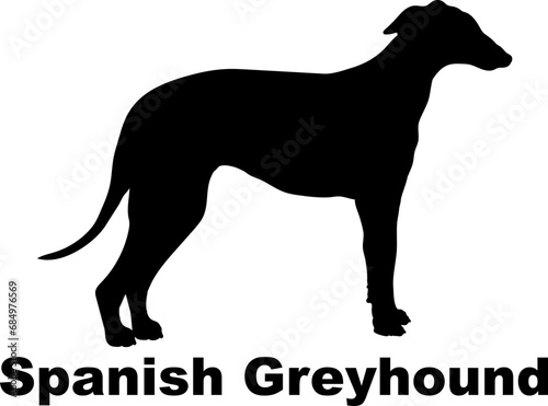 Spanish Greyhound. Dog silhouette dog breeds logo dog monogram logo dog face vector