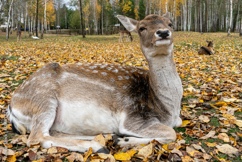 spotted deer doe lies on autumn fallen leaves