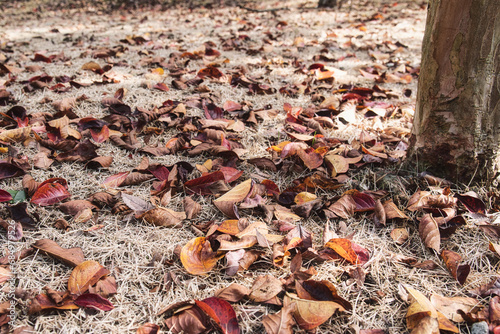赤や茶色の葉が落ちて、まるで絨毯のような晩秋の趣のある風景