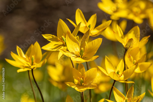 Tulipa sylvestris, the wild tulip also known as the woodland tulip blooming in bright yellow blooms