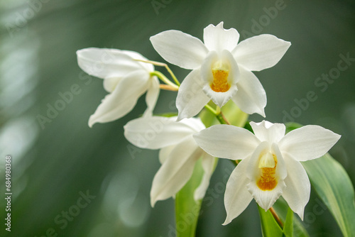 Gorgeos white blooms of the orchid Coelogyne mooreana © Kersti Lindström