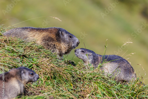 Alpenmurmeltier (Marmota marmota) photo