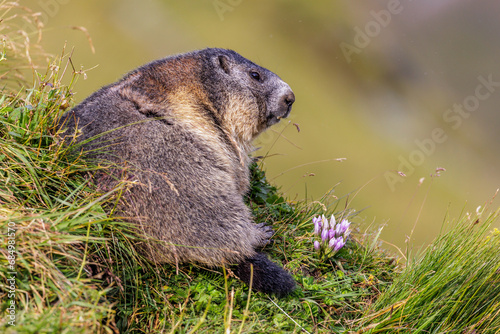 Alpenmurmeltier (Marmota marmota) photo