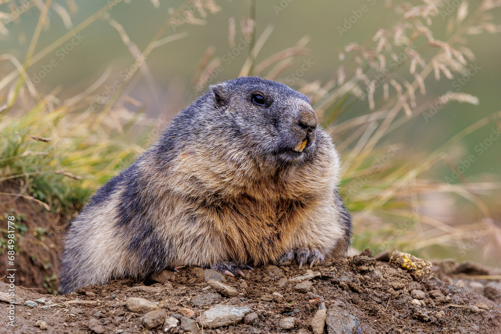Alpenmurmeltier (Marmota marmota) Alpenmurmeltier (Marmota marmota)