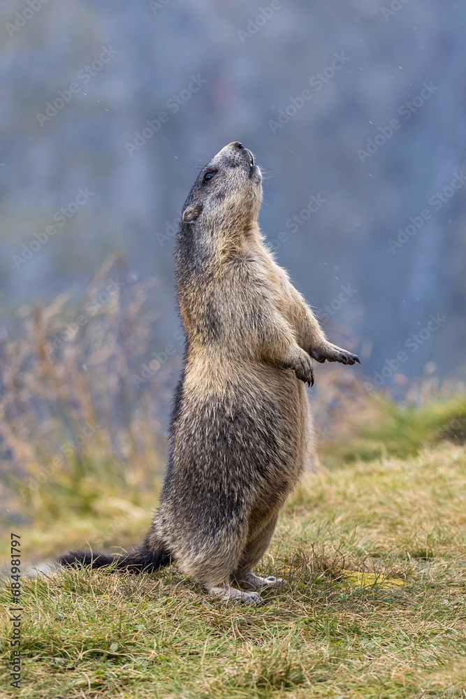 Naklejka premium Alpenmurmeltier (Marmota marmota) bettelt nach Futter