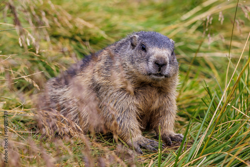 Alpenmurmeltier (Marmota marmota)