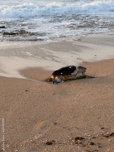 Dead turtle on the seashore after a storm