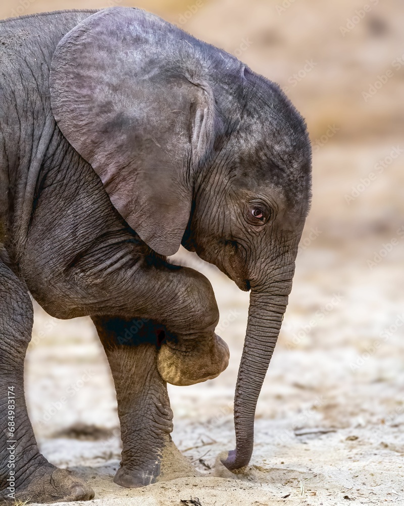 Fototapeta premium Closeup of an African baby elephant