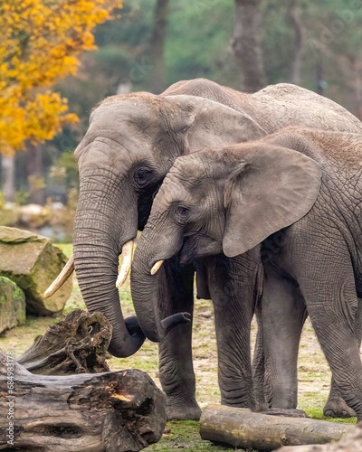 Photography African female elephants in a savannah
