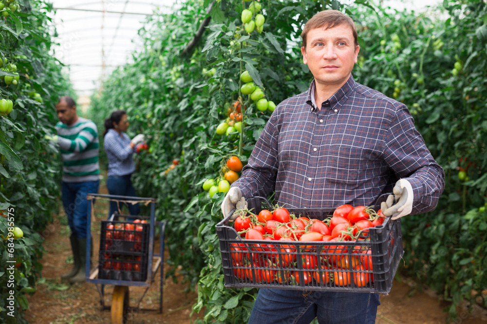 Fototapeta premium Portrait of confident male farmer holding box full of freshly picked tomatoes, two latino gardeners working on background