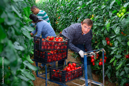 Multinational team of gardeners harvesting tomatoes at vegetable farm, seasonal horticulture © JackF