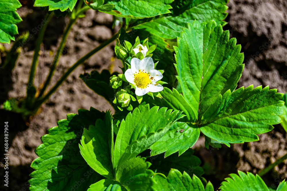 Photography on theme beautiful berry branch strawberry bush with natural leaves Photography on theme beautiful berry branch strawberry bush with natural leaves