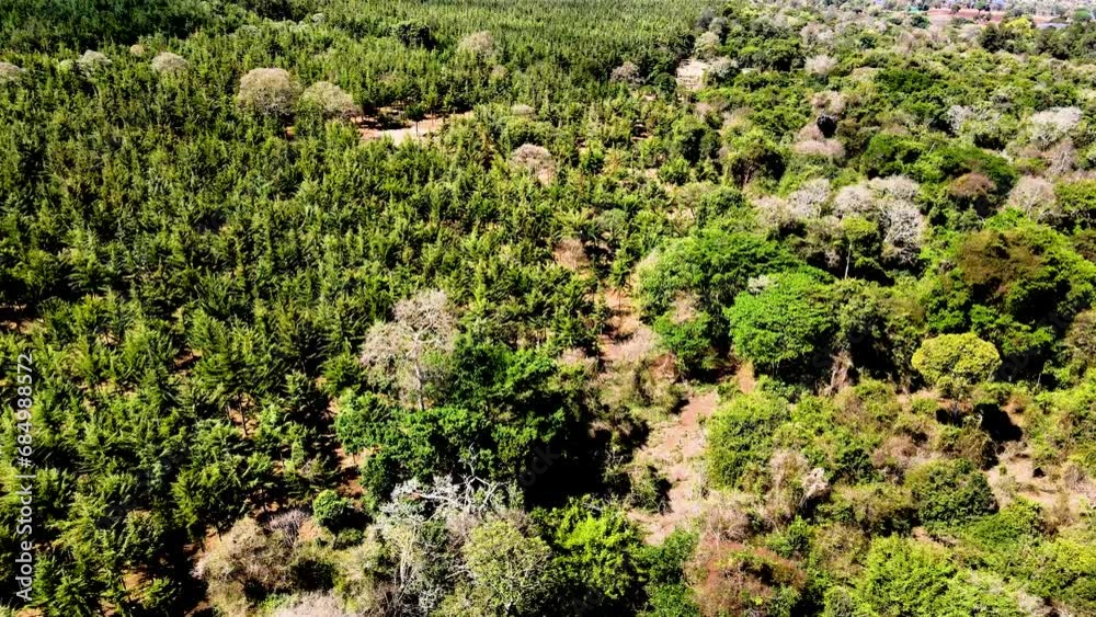 Drone view- Africa Forest- Africa bush fire. Bush fire on slopes of mount kilimanjaro Loitokitok kenya. loitokitok bush fire. Deforestation on the forest of Loitokitok kenya. Kilimanjaro forest fire Drone view- Africa Forest- Africa bush fire. Bush fire on slopes of mount kilimanjaro Loitokitok kenya. loitokitok bush fire. Deforestation on the forest of Loitokitok kenya. Kilimanjaro forest fire
