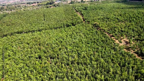 Drone view- Africa Forest- Africa  bush fire. Bush fire on slopes of mount kilimanjaro Loitokitok kenya. loitokitok bush fire. Deforestation on the forest of Loitokitok kenya. Kilimanjaro forest fire photo