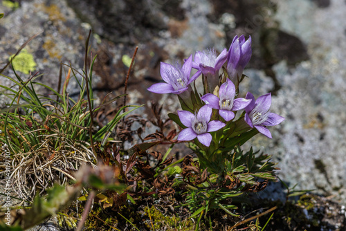 Österreichischer Kranzenzian (Gentianella austriaca)