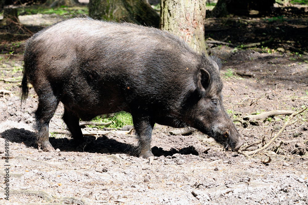 Sus scrofa scrofa wild boar close up Sus scrofa scrofa wild boar close up