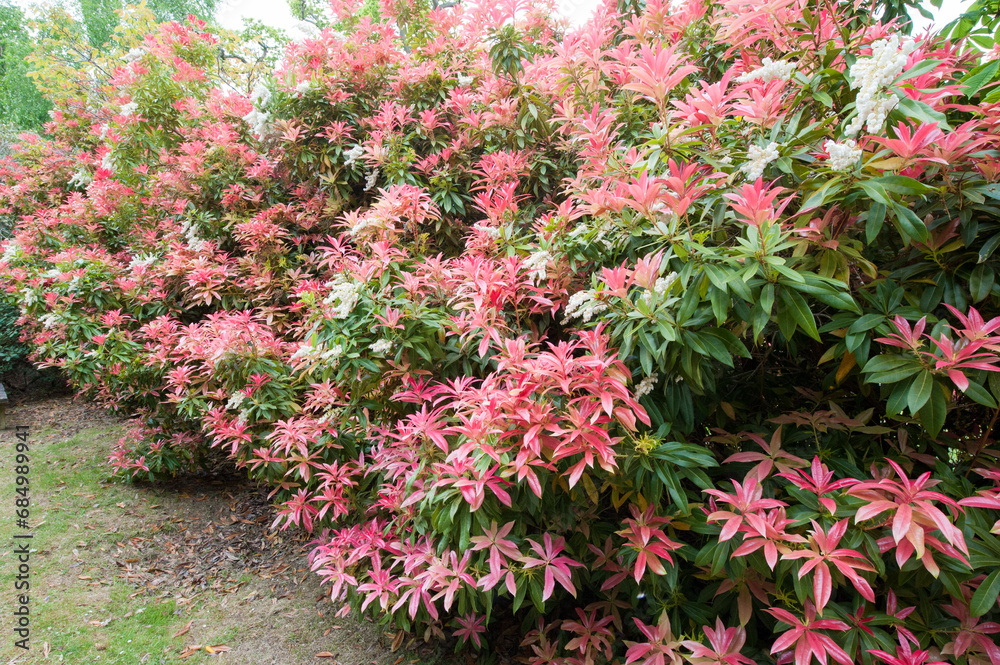 Naklejka premium flowers and garden of Exbury house Hampshire