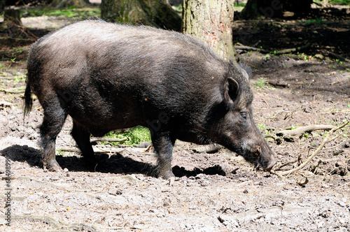 Sus scrofa scrofa wild boar close up