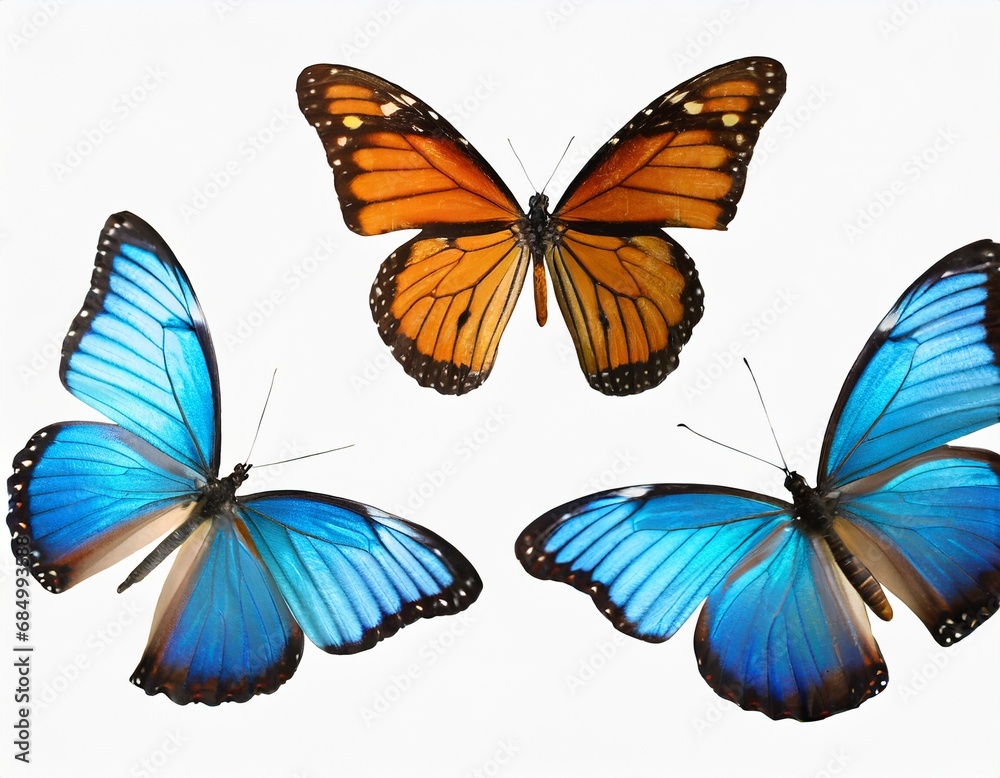This set of three beautiful tropical butterflies Ulysses with wings spread and in flight is isolated on a white background This set of three beautiful tropical butterflies Ulysses with wings spread and in flight is isolated on a white background