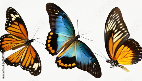This set of three beautiful tropical butterflies Ulysses with wings spread and in flight is isolated on a white background © Marko