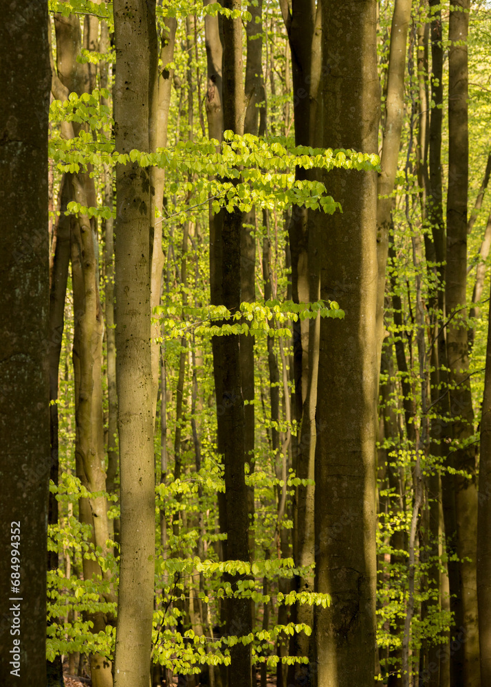 luminous spring beech forest with visible young leaves against the background of parallel growing beech trunks, fagus sylvatica luminous spring beech forest with visible young leaves against the background of parallel growing beech trunks, fagus sylvatica