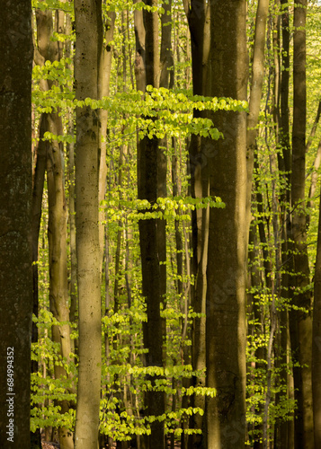 Bild auf Leinwand luminous spring beech forest with visible young leaves against the background of
