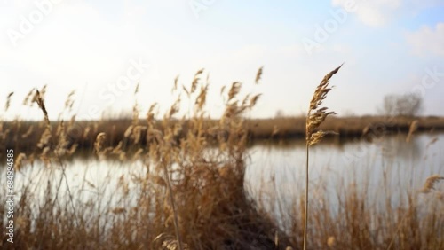 Beautiful footage of reeds gently sway in wind on lake shore, focus shift photo