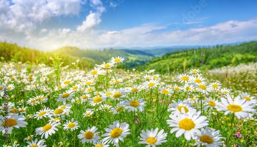 Bright summer landscape with beautiful camomiles wildflowers 