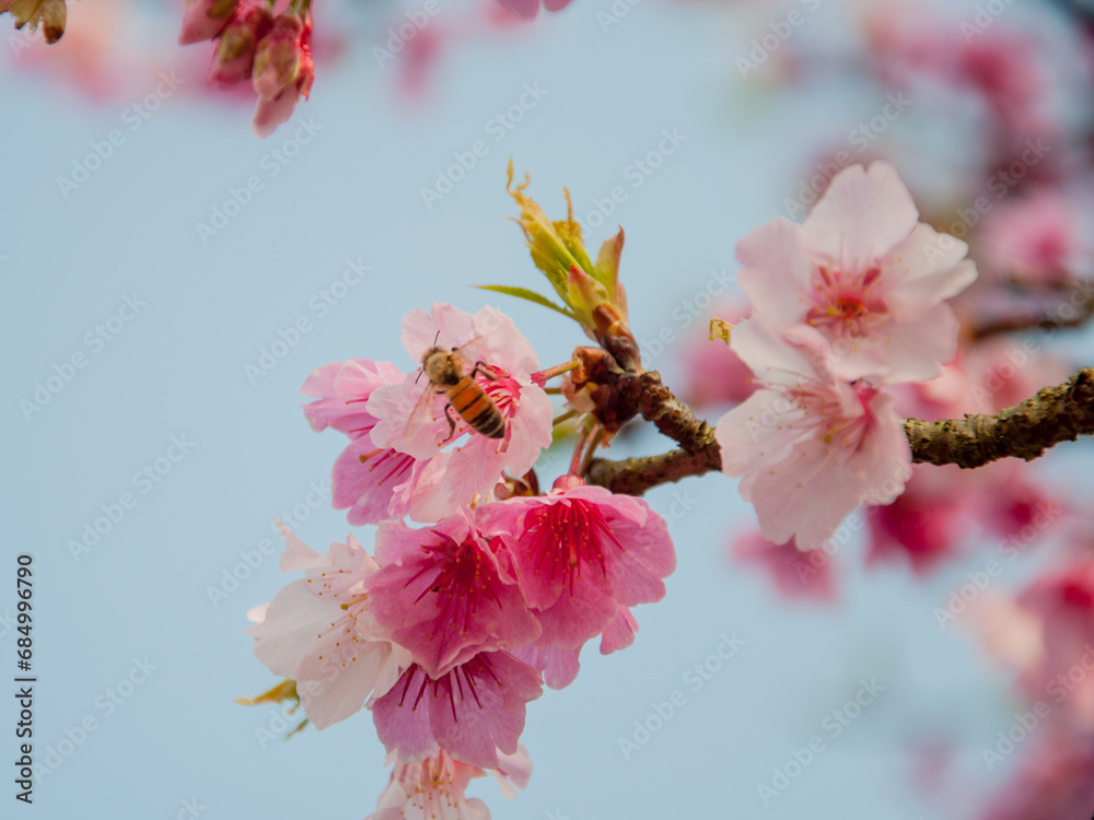 Cherry blossom with a bee looking for a nectar close-up photography