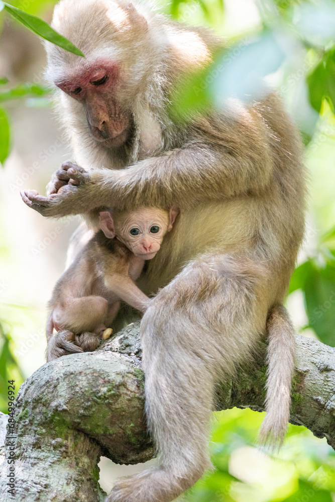 Monkey mother and baby on tree in forest. Animal in nature. Monkey mother and baby on tree in forest. Animal in nature.