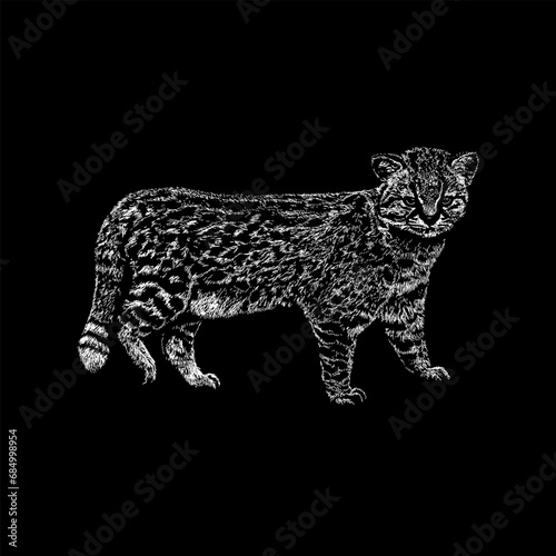 Kodkod hand drawing vector isolated on black background. photo