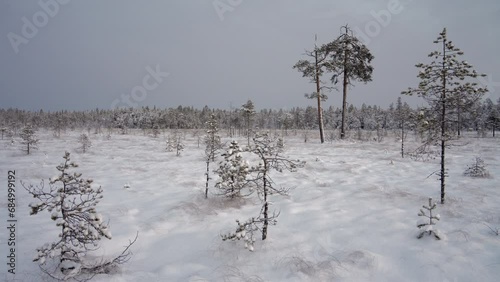 A Wintry mire landscape with pine trees on a cold early winter morning, Northern Finland