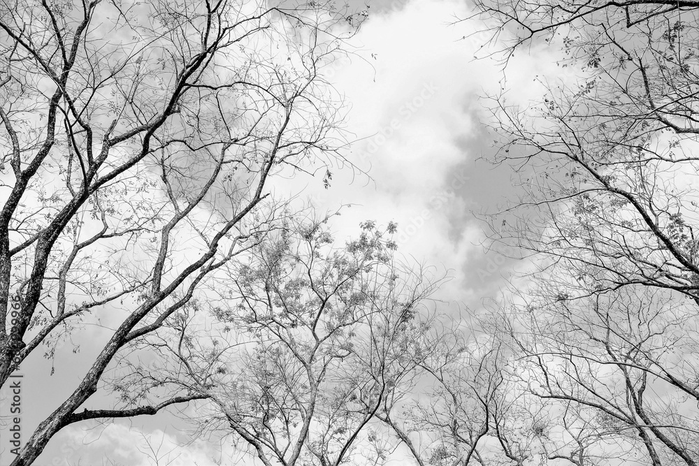 sky and forest trees as Abstract nature background - black and White scene with copy space sky and forest trees as Abstract nature background - black and White scene with copy space