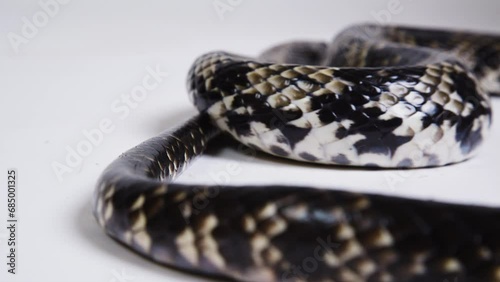 Close up - False water cobra body on white background photo