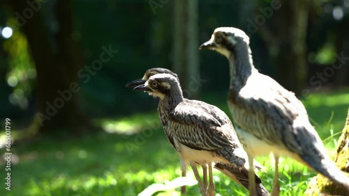 A family of shy ground-dwelling bush stone-curlew, burhinus grallarius standing on open plain under the shade, wondering around its surroundings, close up shot. photo