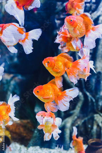 Orange oranda goldfish in aquarium