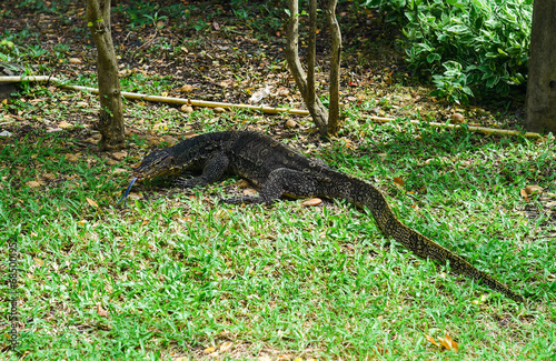 Monitor lizard or Varanus walking in Thailand park © Tatiana