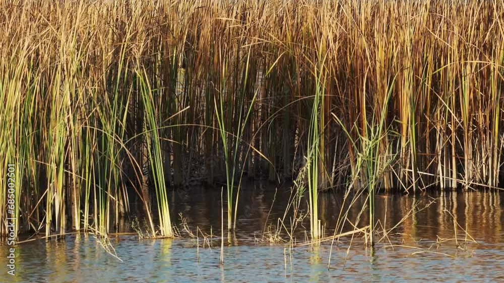 Wind blows through reeds on a lake in autumn season. Wind blows through reeds on a lake in autumn season.