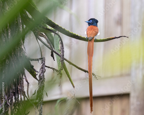 African Paradise Flycatcher on an aloe