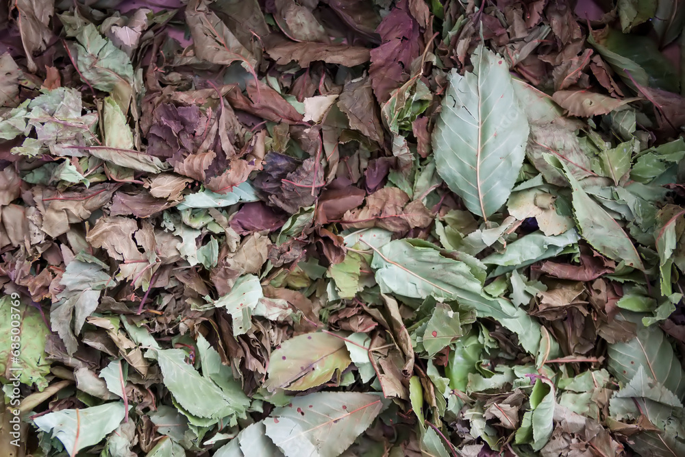 Cherry tree leaves. Medical plant. Cherry tree leaves. Medical plant.