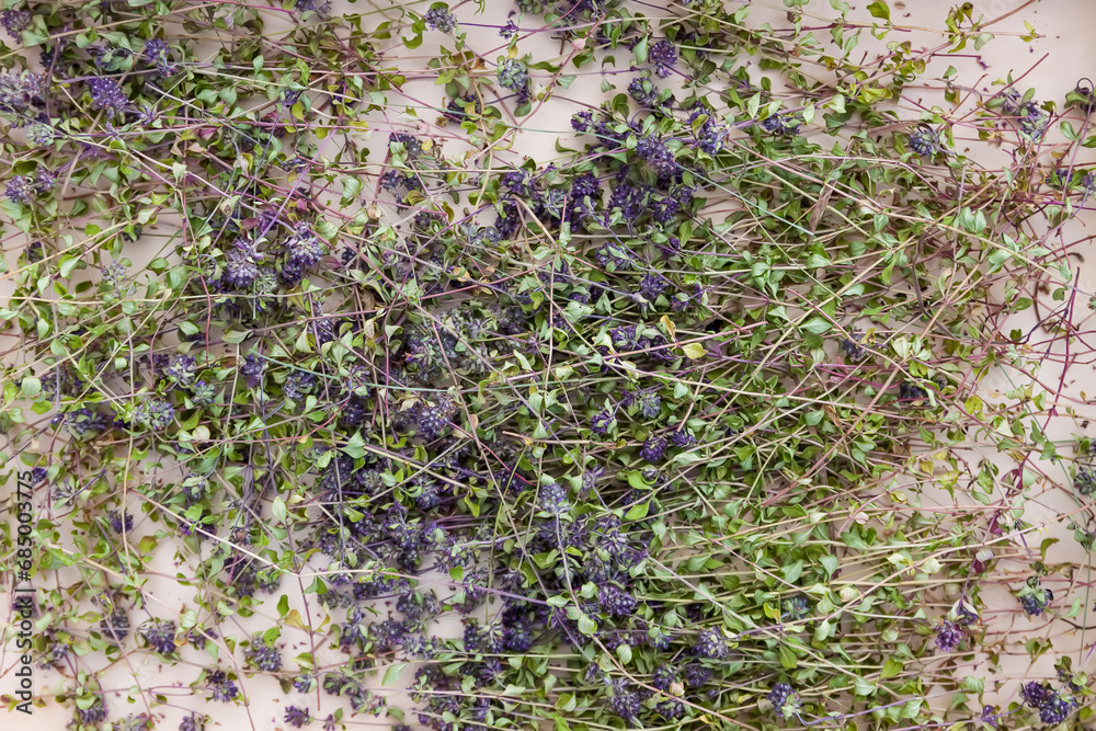 Fragrant fresh medical herbs for herbal tea and homeopathic treatment. Drying thyme plants in eco-friendly package. Fragrant fresh medical herbs for herbal tea and homeopathic treatment. Drying thyme plants in eco-friendly package.