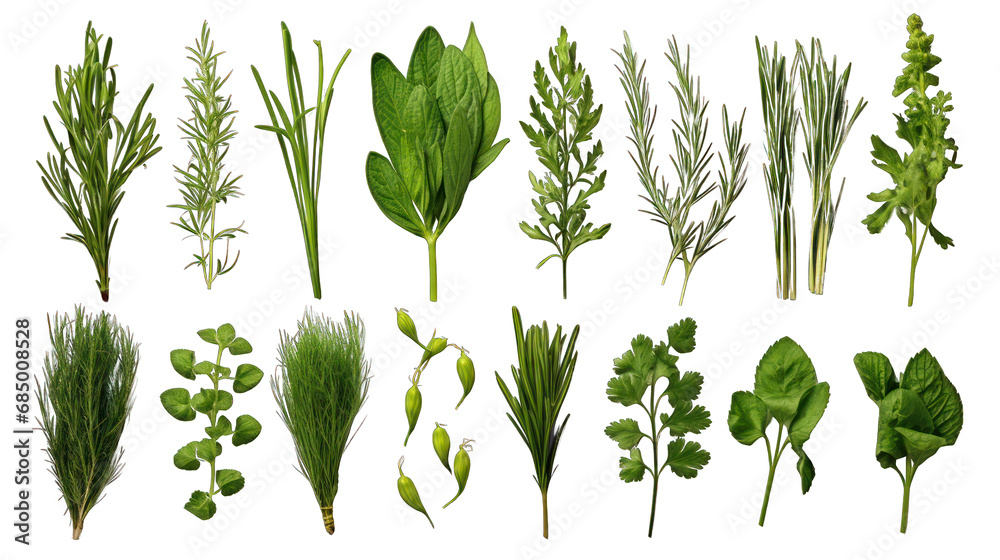 Set of Fresh Herbs Isolated on Transparent or White Background, PNG - obrazy, fototapety, plakaty 