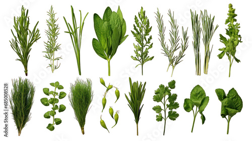 Set of Fresh Herbs Isolated on Transparent or White Background, PNG photo