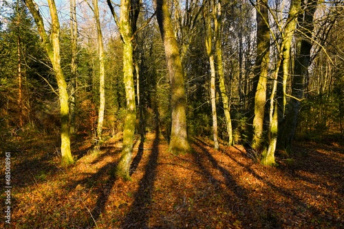 Leafless hornbeam and oak trees lit by sunlight photo