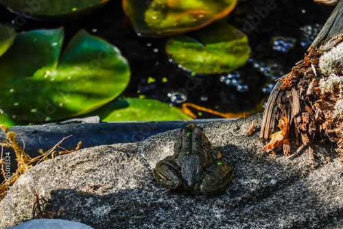 frog sitting on a stone to jump into the water photo